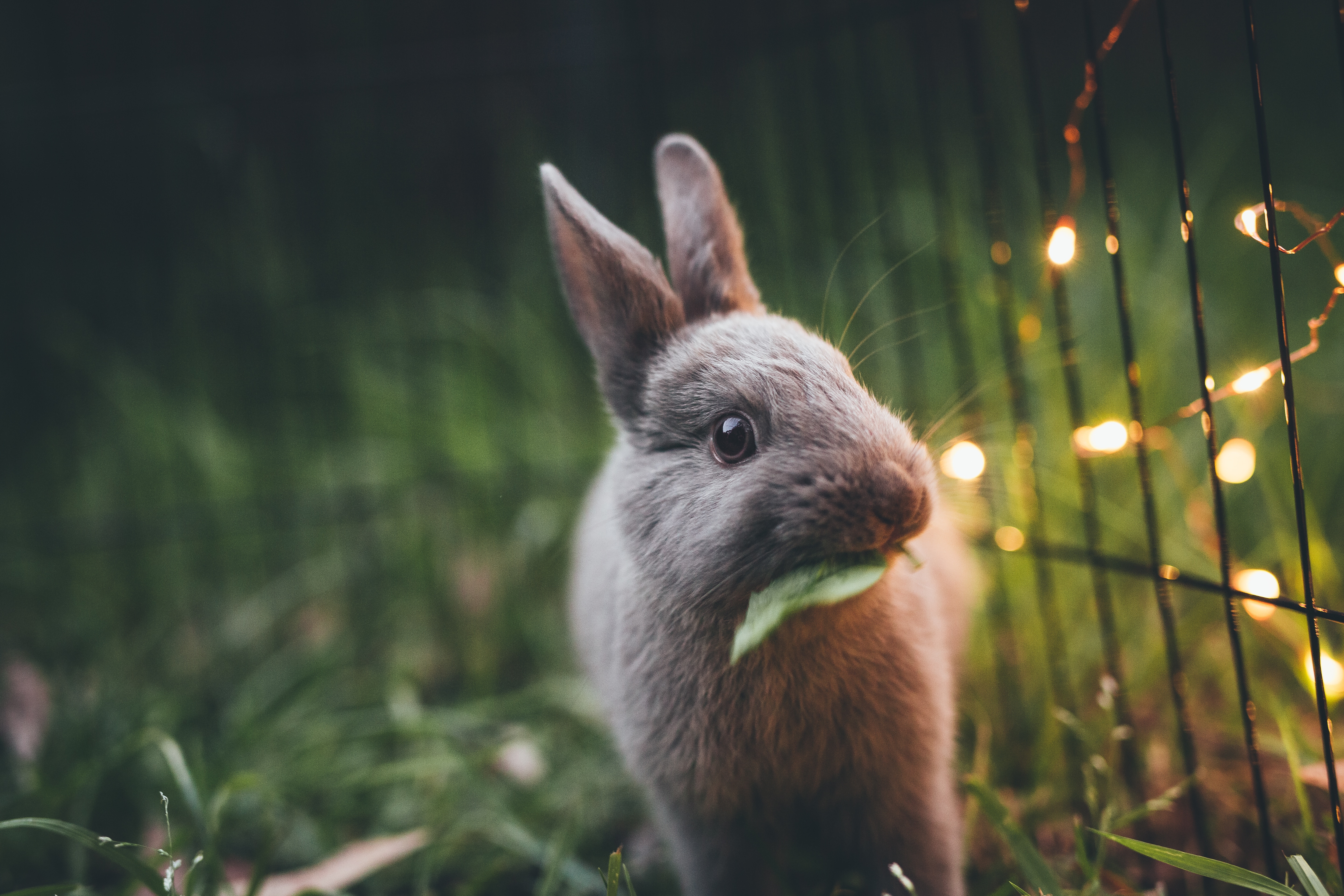 Bunny Wallpapers And Backgrounds , HD Wallpaper & Backgrounds