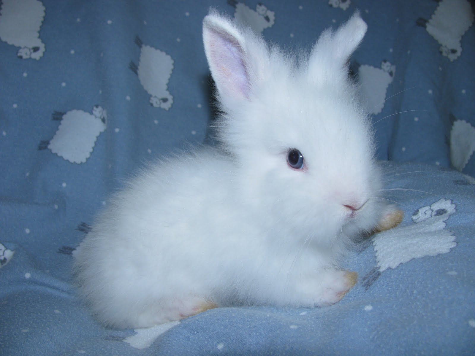 Blue Eyed White Lionhead Bunny , HD Wallpaper & Backgrounds