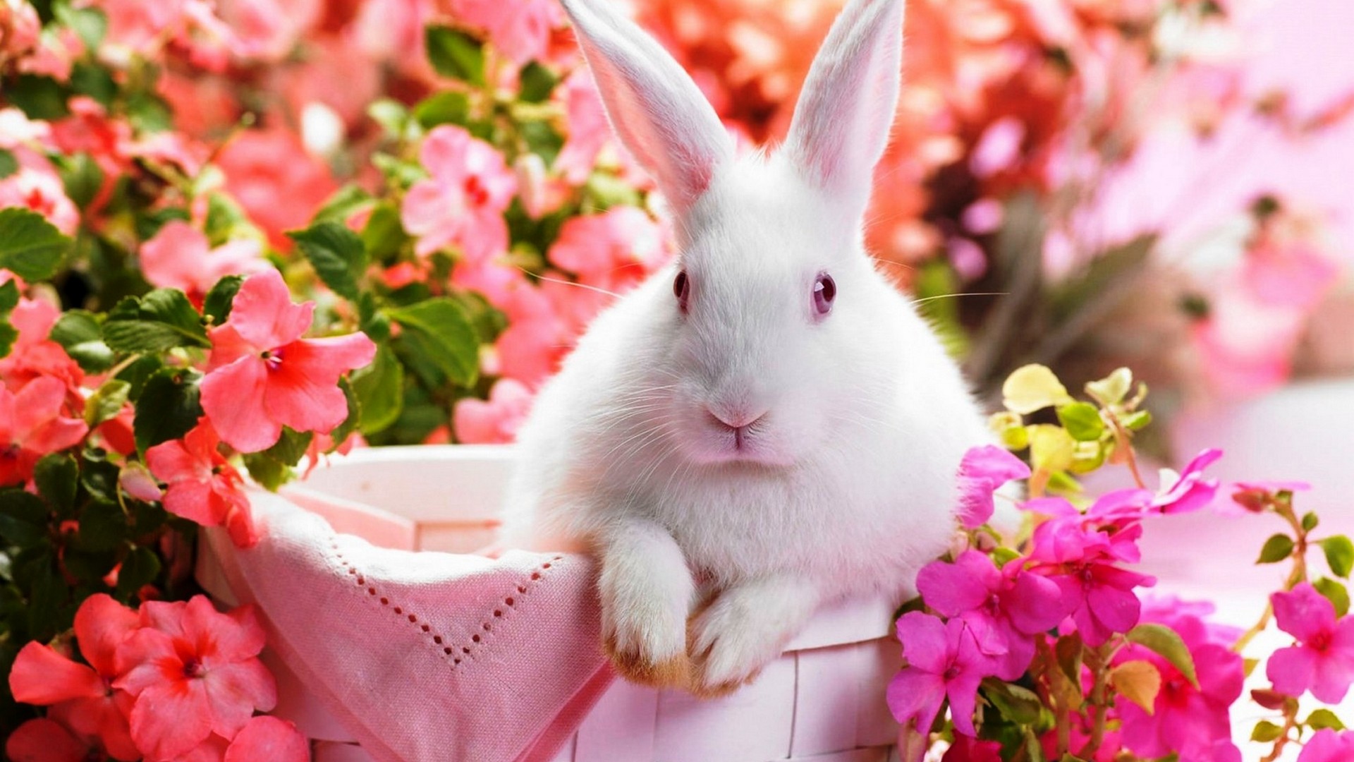 Cute Rabbit Wallpaper Hd , HD Wallpaper & Backgrounds