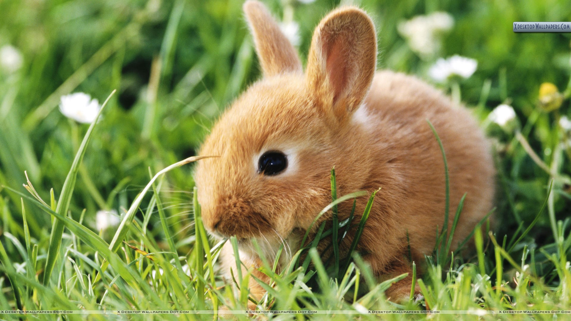 Cute Brown Rabbit , HD Wallpaper & Backgrounds