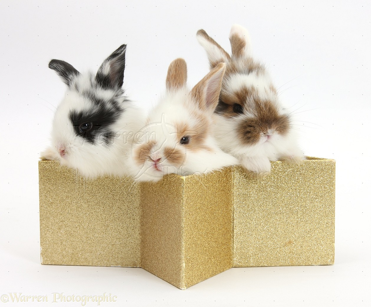 Wp36271 Three Cute Baby Bunnies In A Golden Star Box - Cuteness , HD Wallpaper & Backgrounds