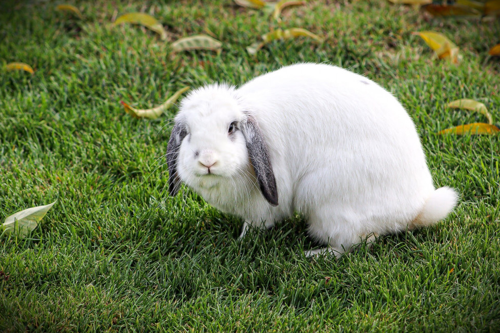 Short-coated White Rabbit - Domestic Rabbit , HD Wallpaper & Backgrounds