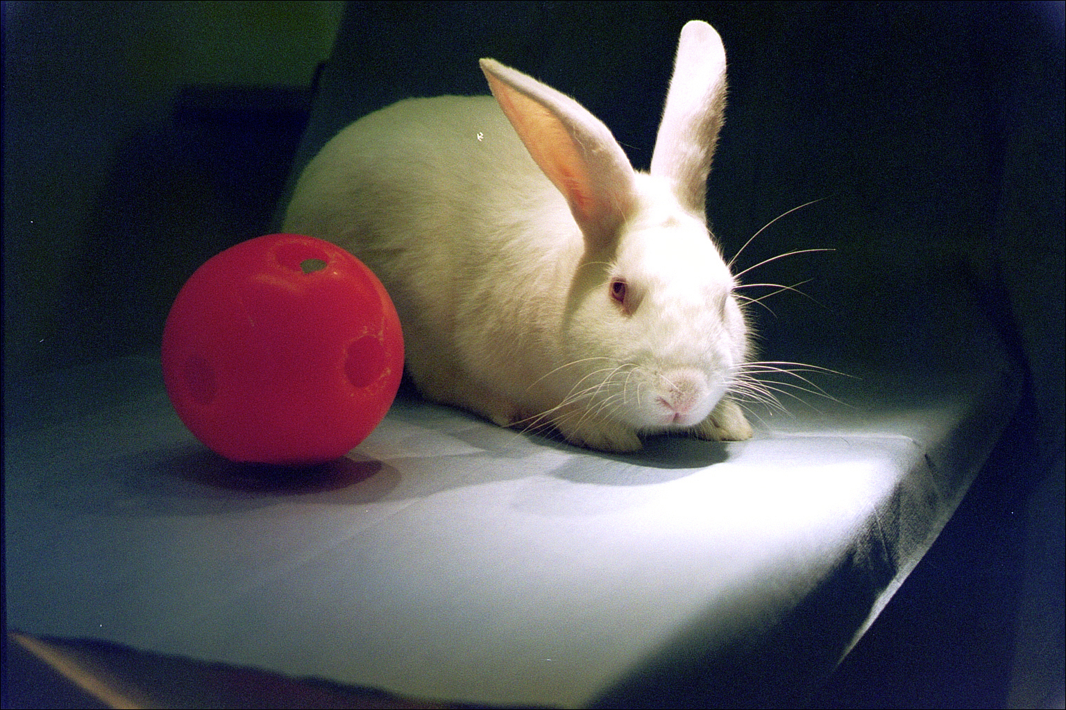 Download White Rabbit Wallpaper - Easter Bunny , HD Wallpaper & Backgrounds