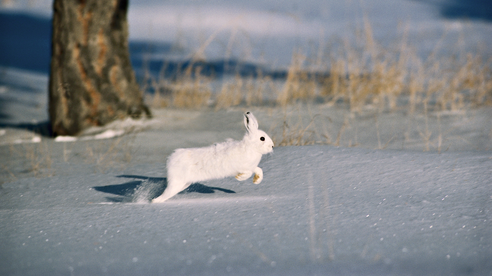 Rabbit Running In Snow , HD Wallpaper & Backgrounds