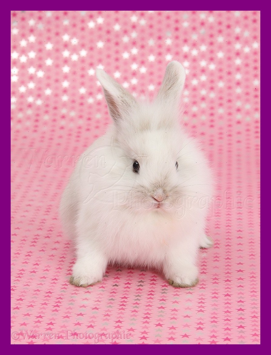 Shocking Gold And White Rabbit Wallpaper Pic Of Hd - Baby White Rabbits Cute , HD Wallpaper & Backgrounds