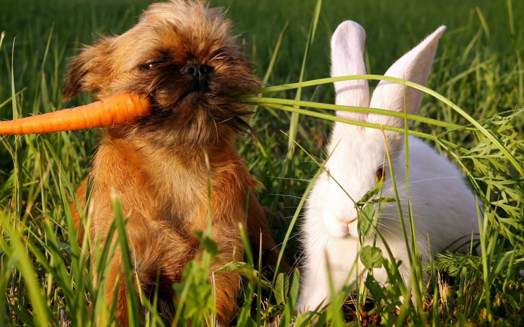 Green Grass Carrots Dog White Rabbit - Dog And Rabbit , HD Wallpaper & Backgrounds