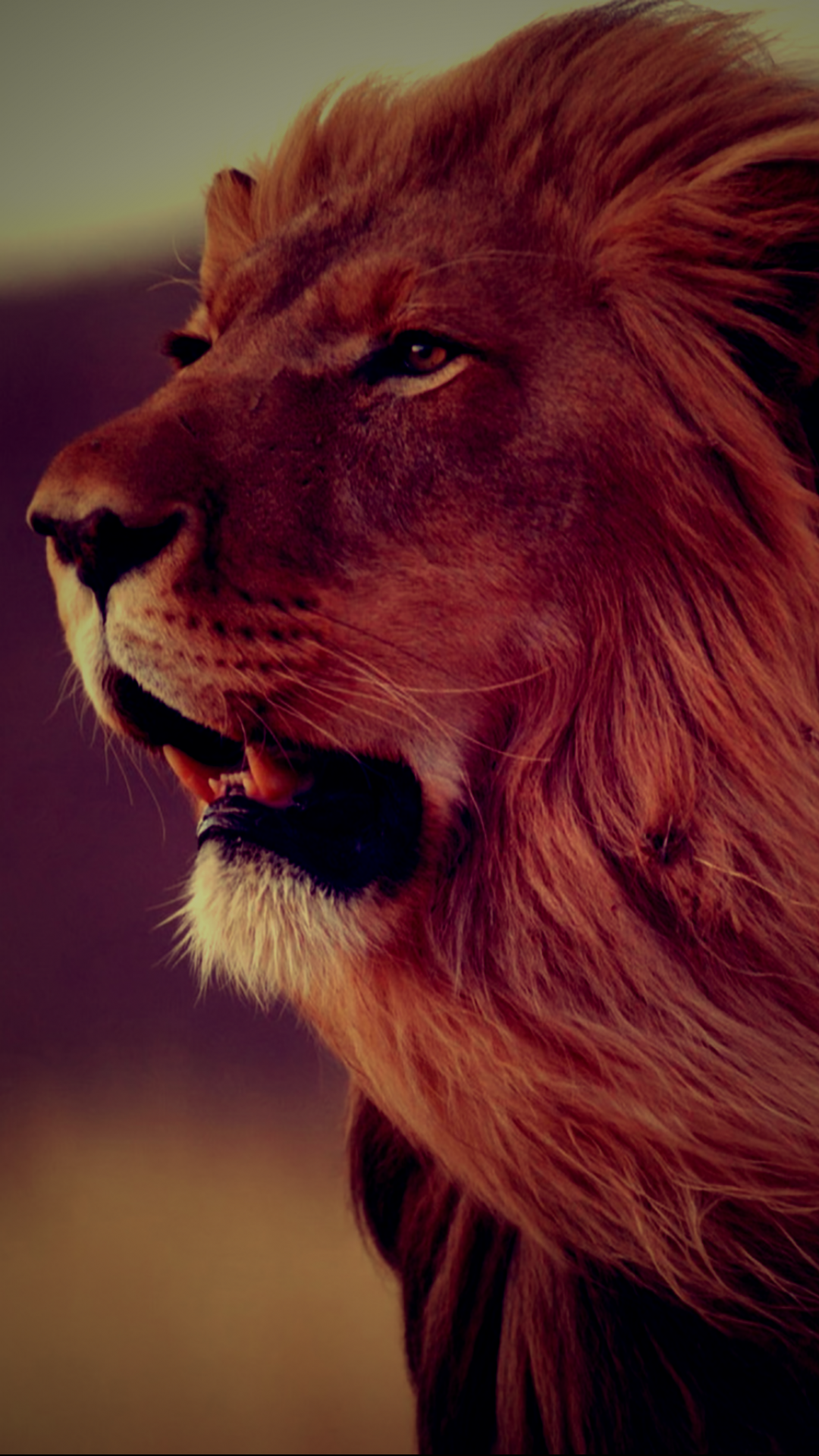 Wallpaper - Red Lion Animal , HD Wallpaper & Backgrounds