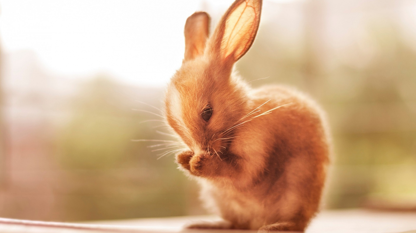 Wallpaper Cute Bunny Rabbit Animals - Wallpaper , HD Wallpaper & Backgrounds