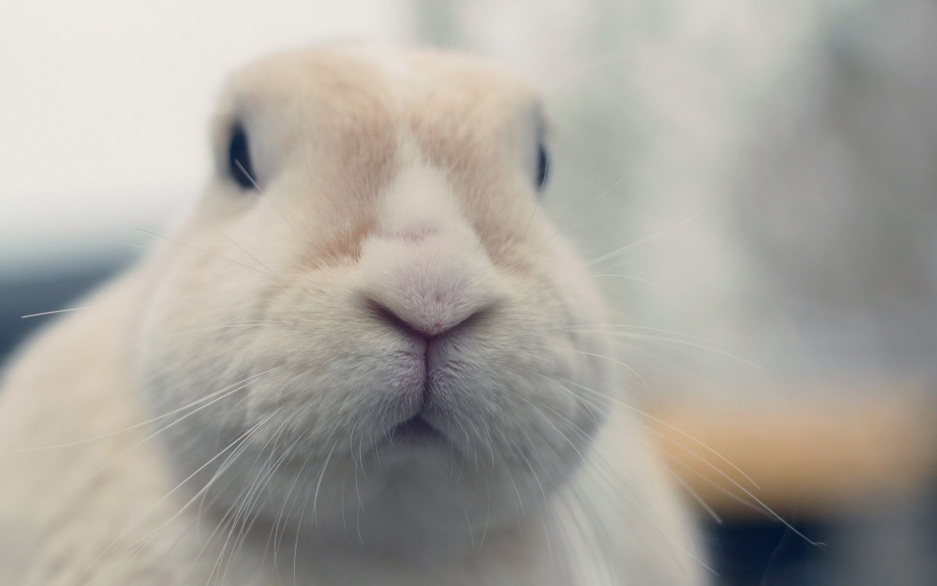 White Rabbit, Rabbits, Animals Hd Wallpaper - White Rabbit Noses , HD Wallpaper & Backgrounds