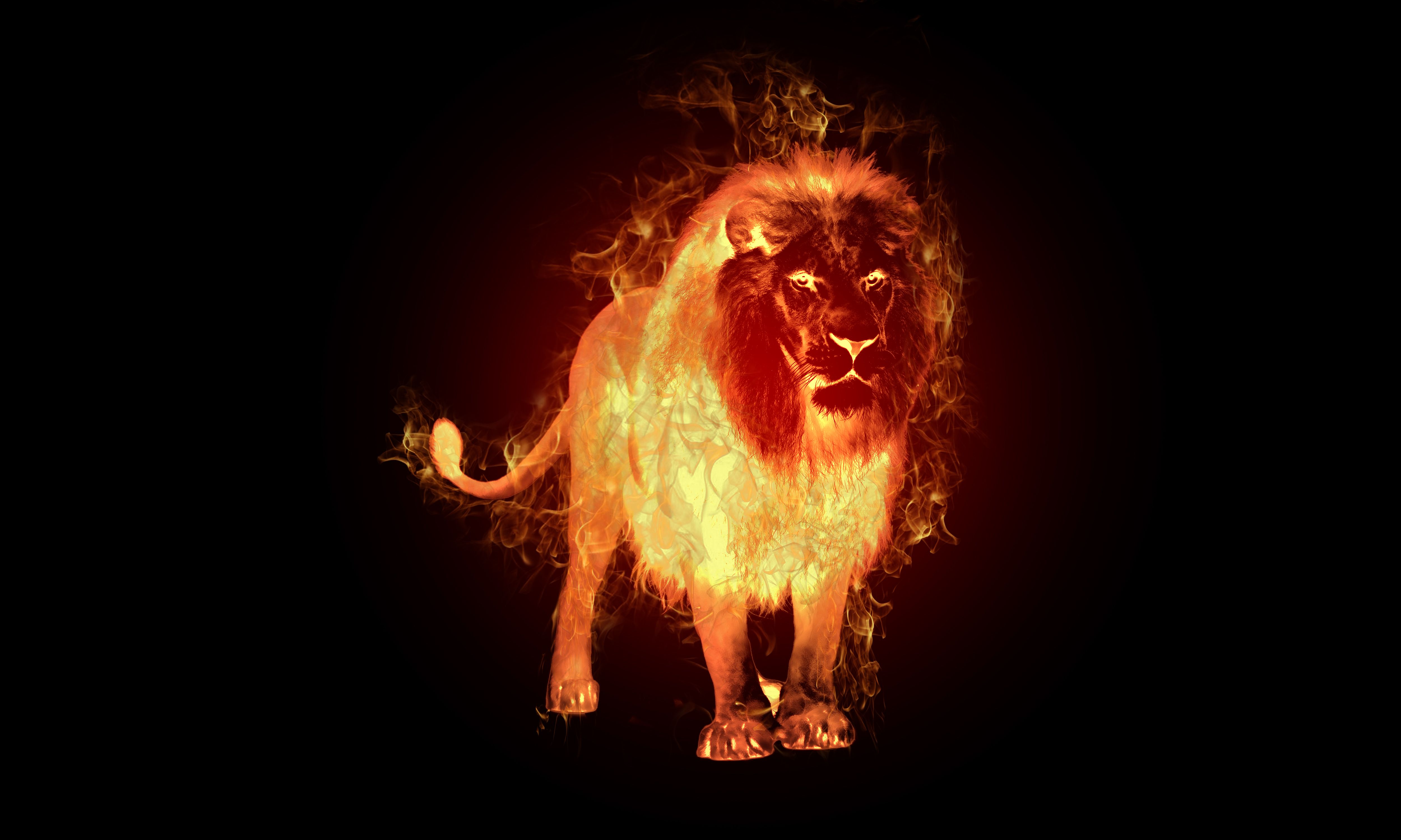 Fire Lion Wallpapers Top Free Fire Lion Backgrounds - Fire Lion , HD Wallpaper & Backgrounds