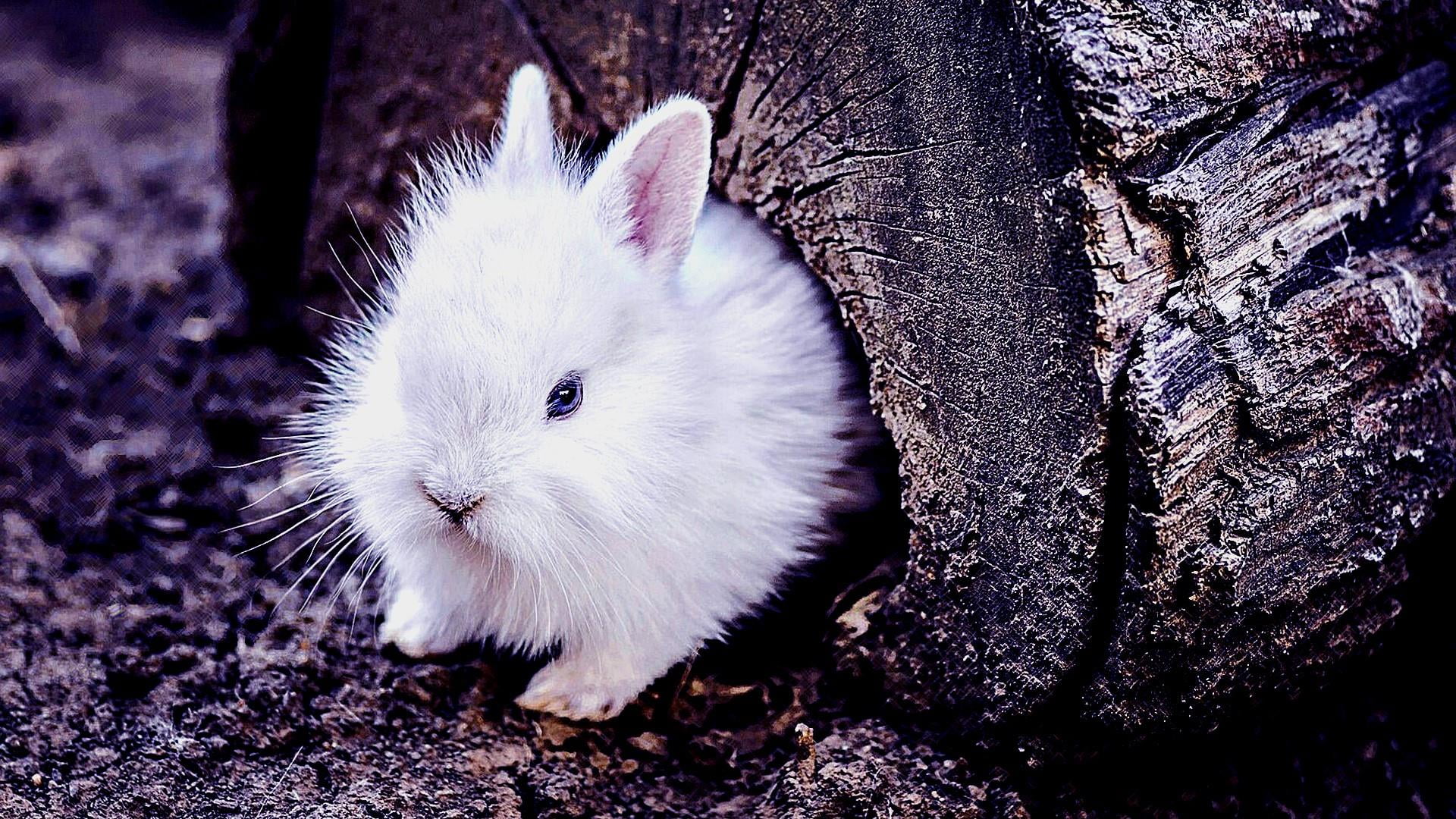 Rabbit, White Rabbit, Rodent, Fauna, Domestic Rabbit, - Rabbit's Wallpaper For Mobile Hd , HD Wallpaper & Backgrounds