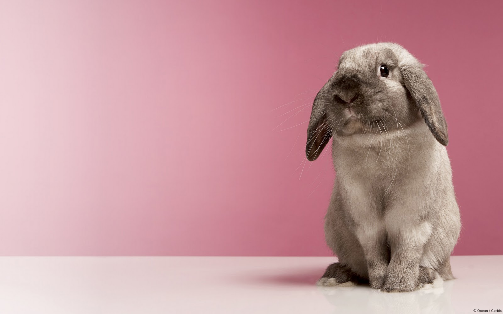 Pink Rabbit Desktop Background , HD Wallpaper & Backgrounds