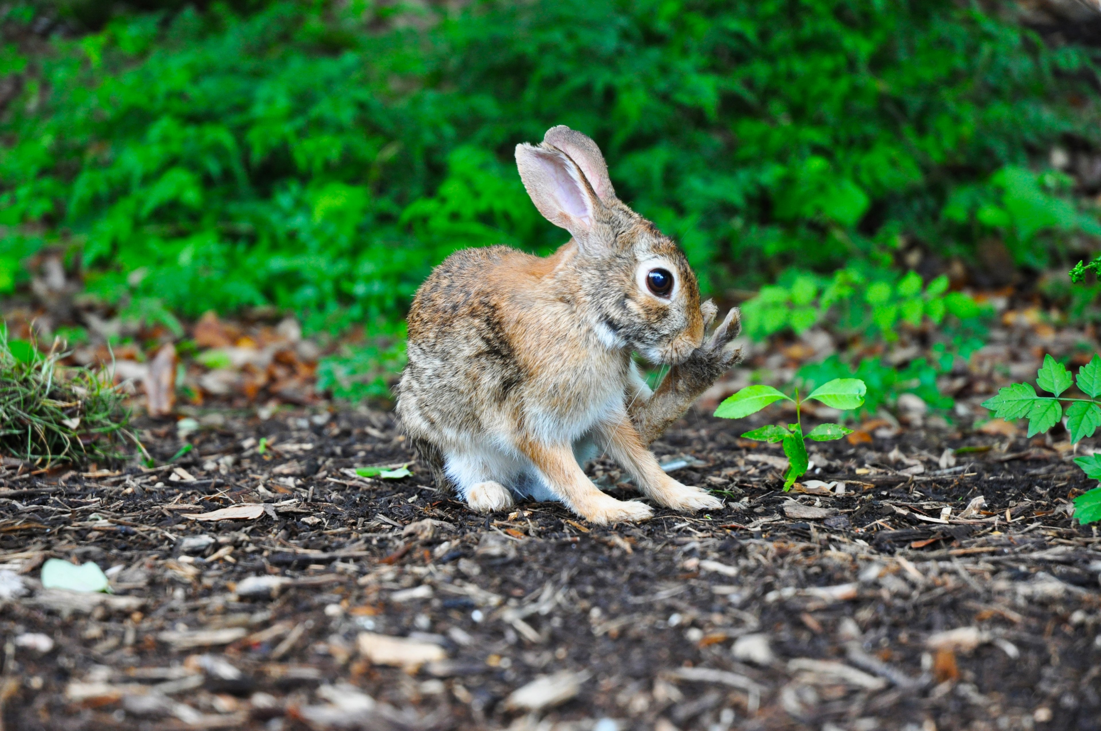 #3840x2550 Scared Bunny Rabbit Stands Still In The - Rabbit , HD Wallpaper & Backgrounds