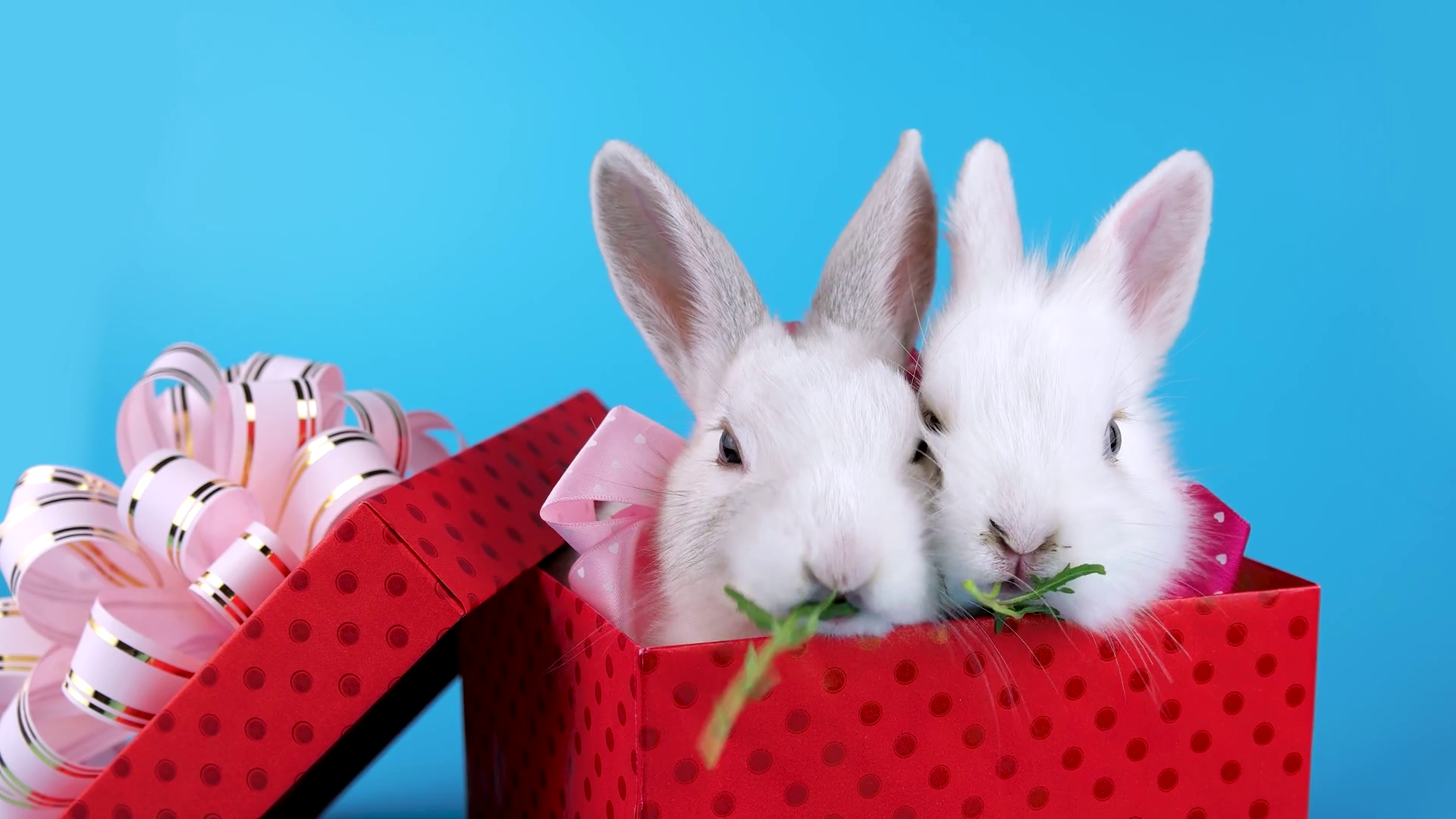 A Couple Of White Rabbits With Pink Bows In Present - White Rabbit Valentine's Day , HD Wallpaper & Backgrounds