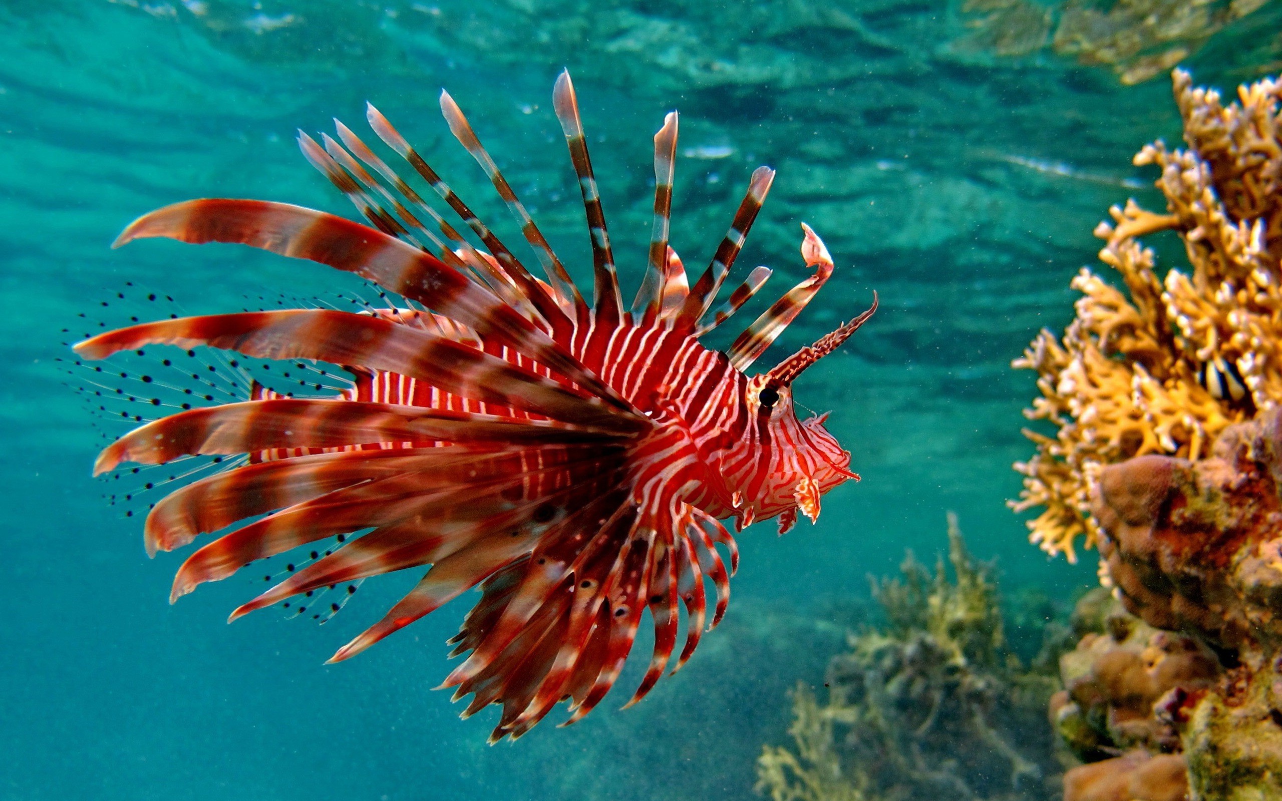 Animals Fish Underwater Red Lion Fish Wallpaper And - Red Lionfish Hd , HD Wallpaper & Backgrounds