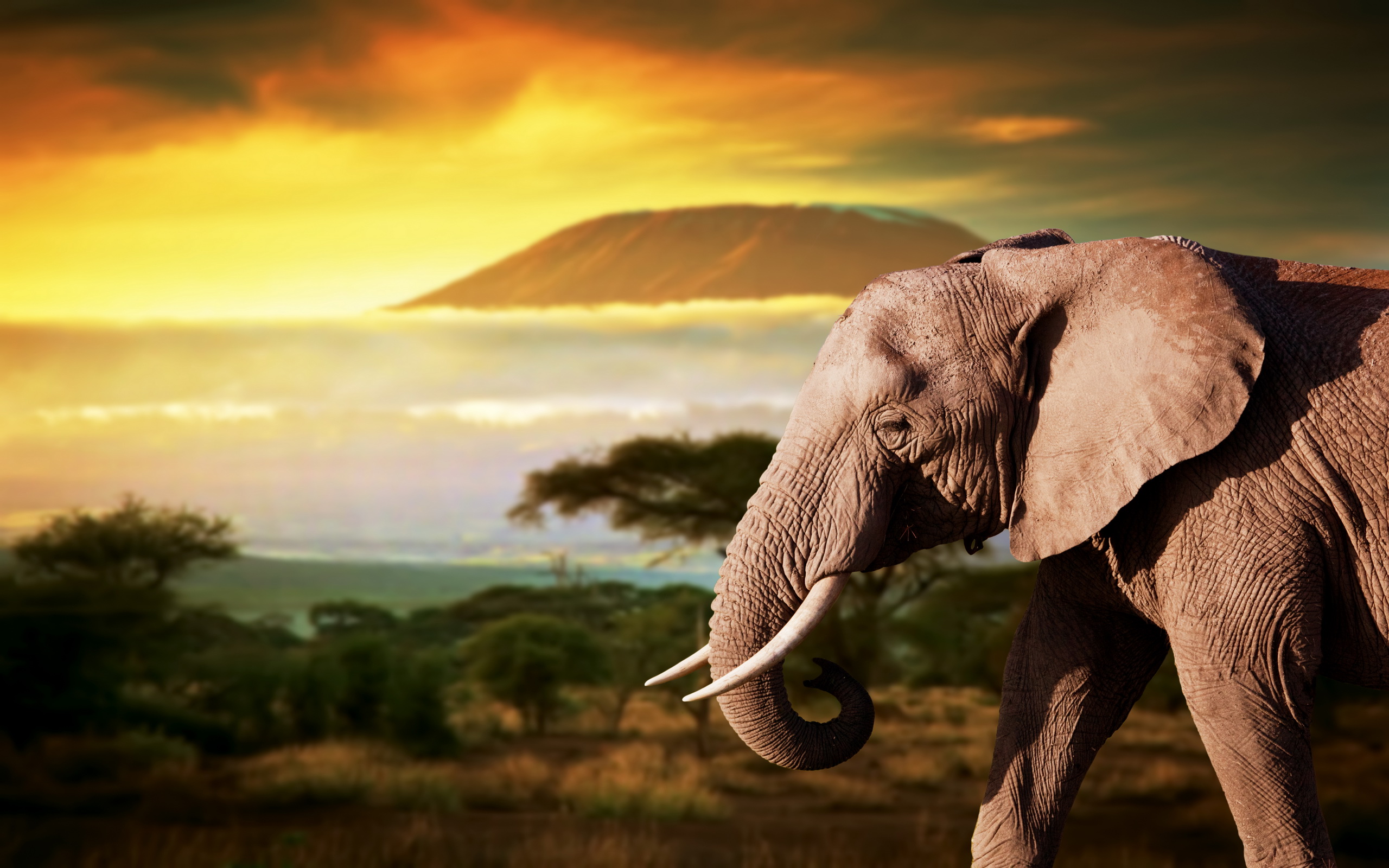 Elefant Hd Wallpaper - Африка Обои На Рабочий Стол , HD Wallpaper & Backgrounds