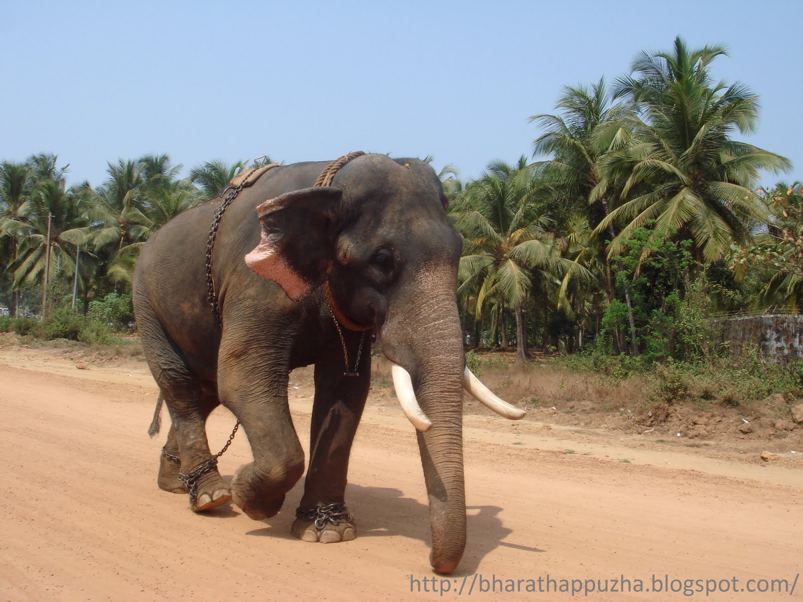 Kerala Elephant Wallpaper - Kerala Elephant , HD Wallpaper & Backgrounds