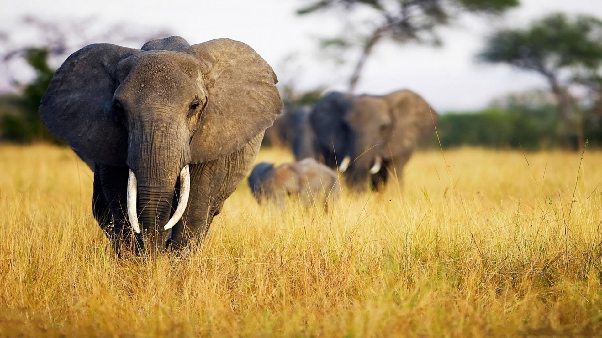 Terrestrial Animal, Safari, Wildlife, Grassland, Elephant - Elefante En La Sabana , HD Wallpaper & Backgrounds