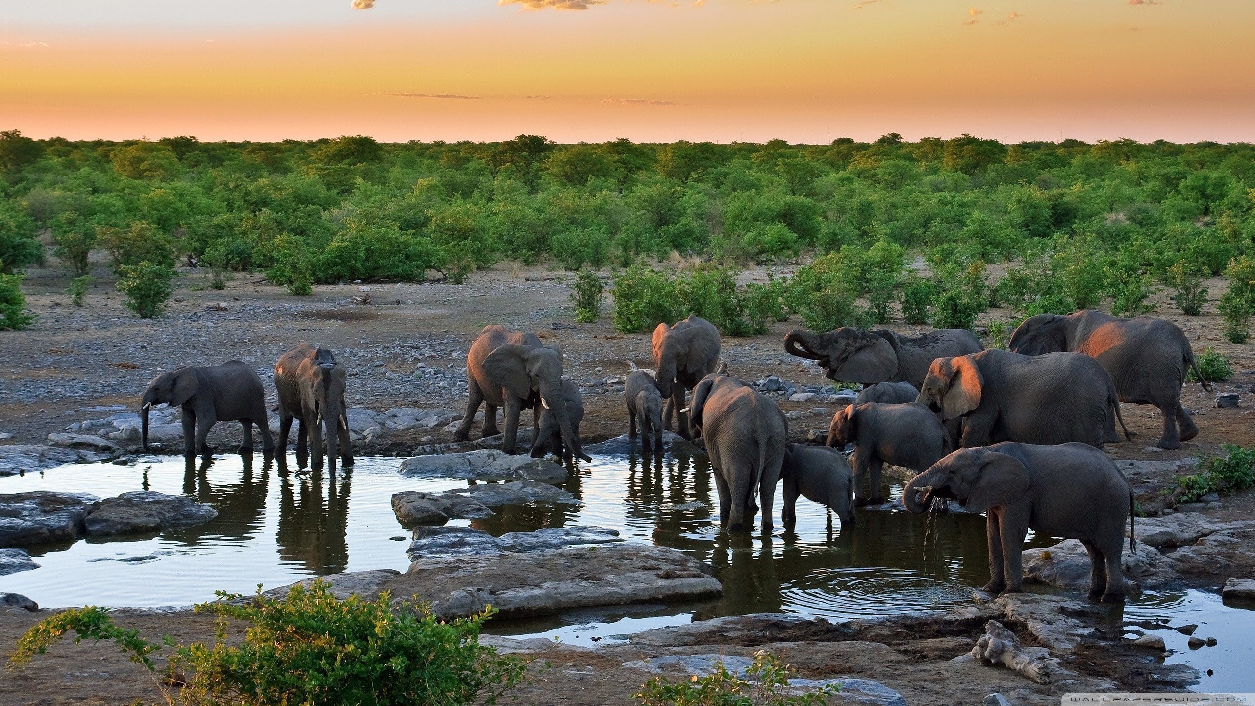 Animals Drinking Water In Africa , HD Wallpaper & Backgrounds