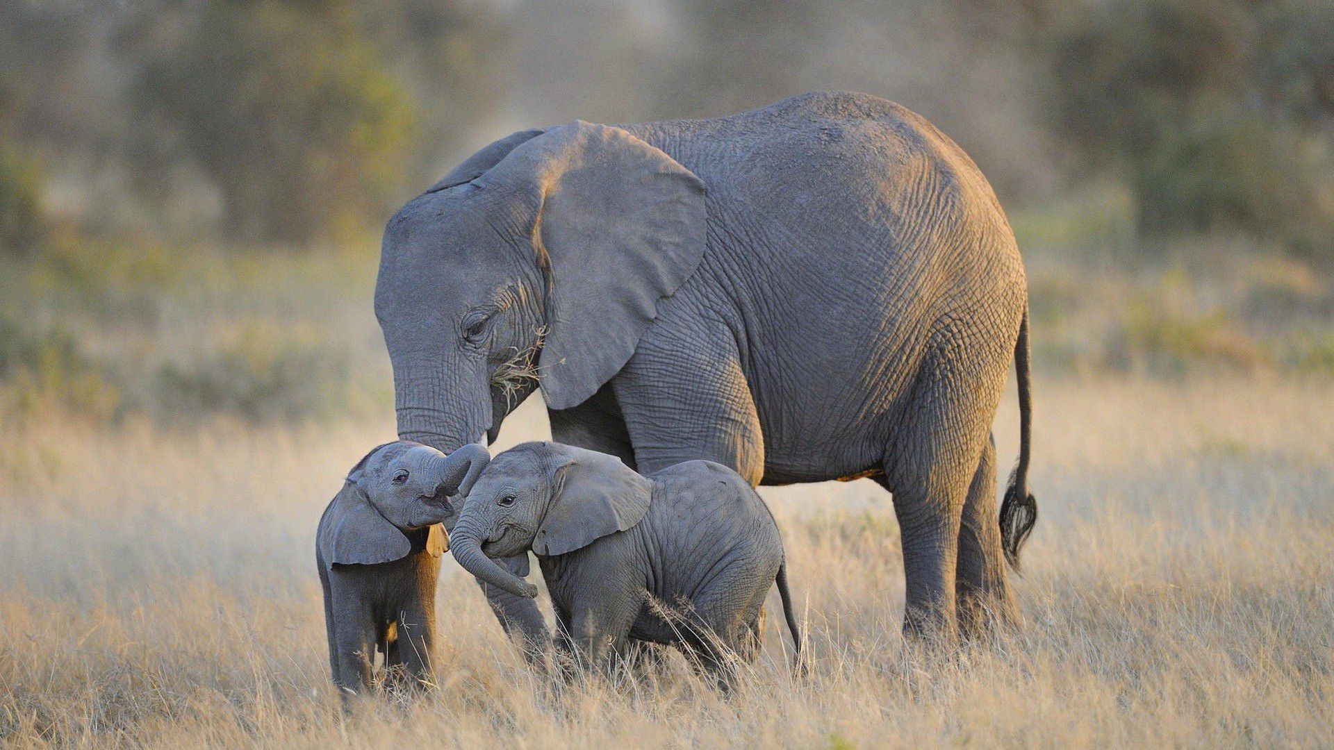 Elephant And Baby Hd Images - Elephant And Baby Hd , HD Wallpaper & Backgrounds