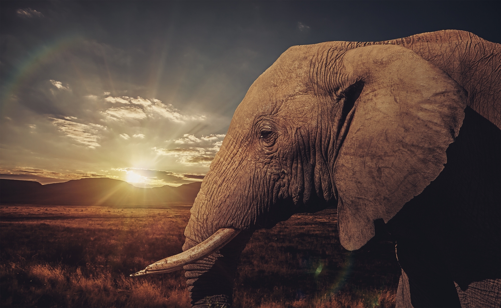 Stunning Elephant Wallpapers 114007 - Elefante Fondo De Pantalla , HD Wallpaper & Backgrounds