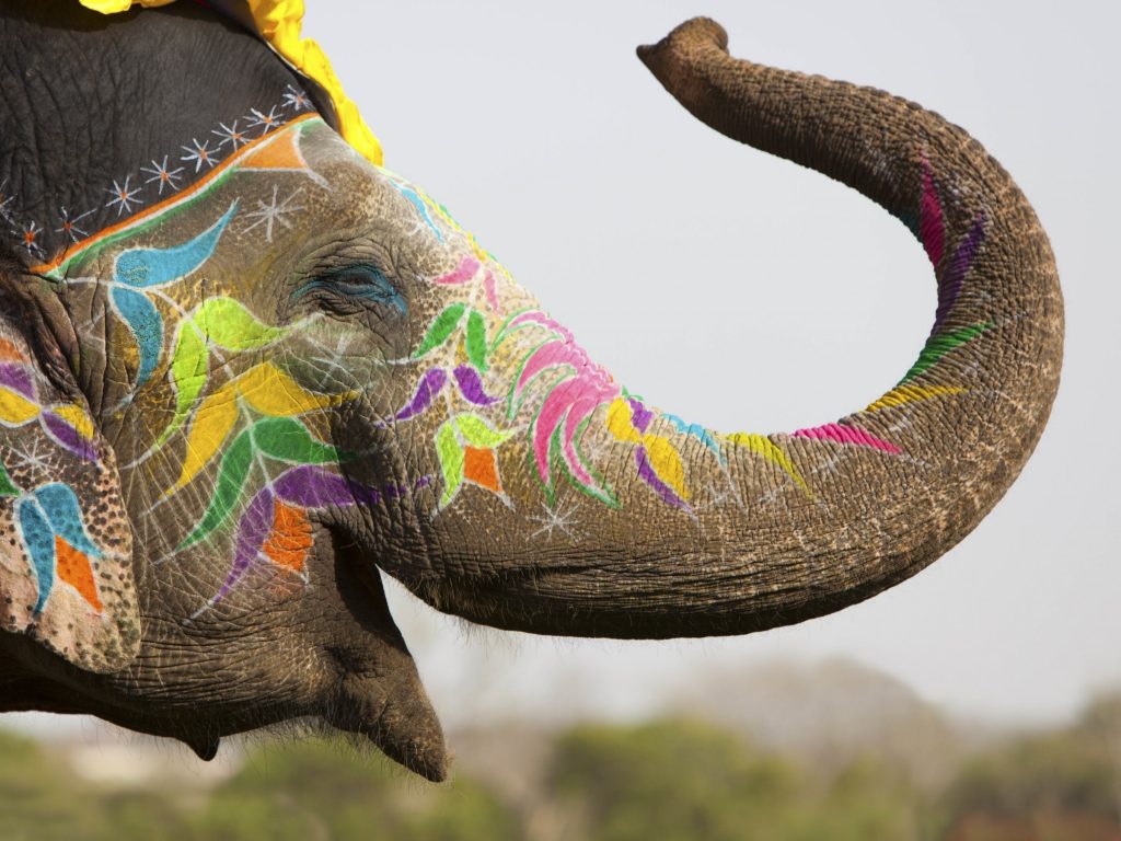 4k Elephant Wallpaper Hq - Indian Elephant Hd , HD Wallpaper & Backgrounds