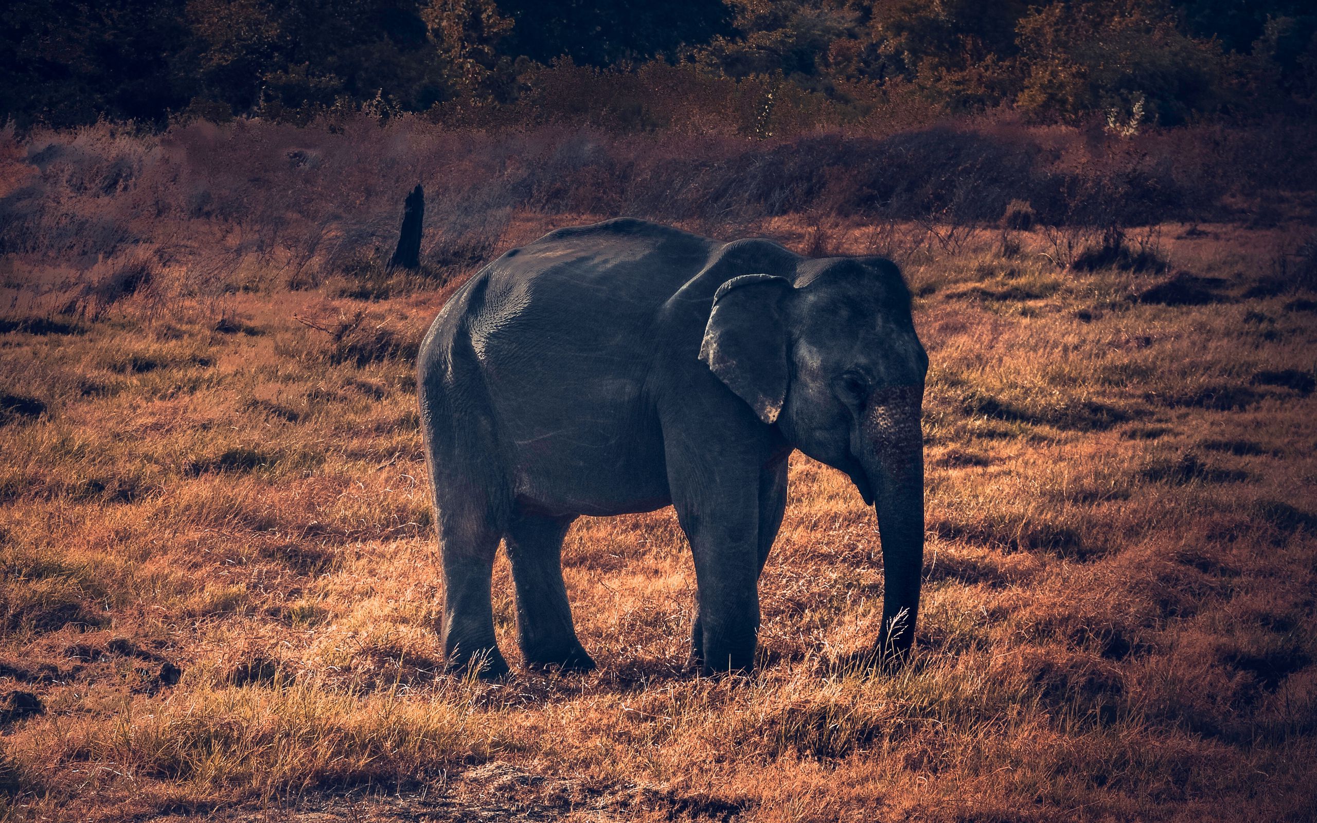 Wallpaper Elephant, Wildlife, African Elephant - Galaxy Elephant Background , HD Wallpaper & Backgrounds
