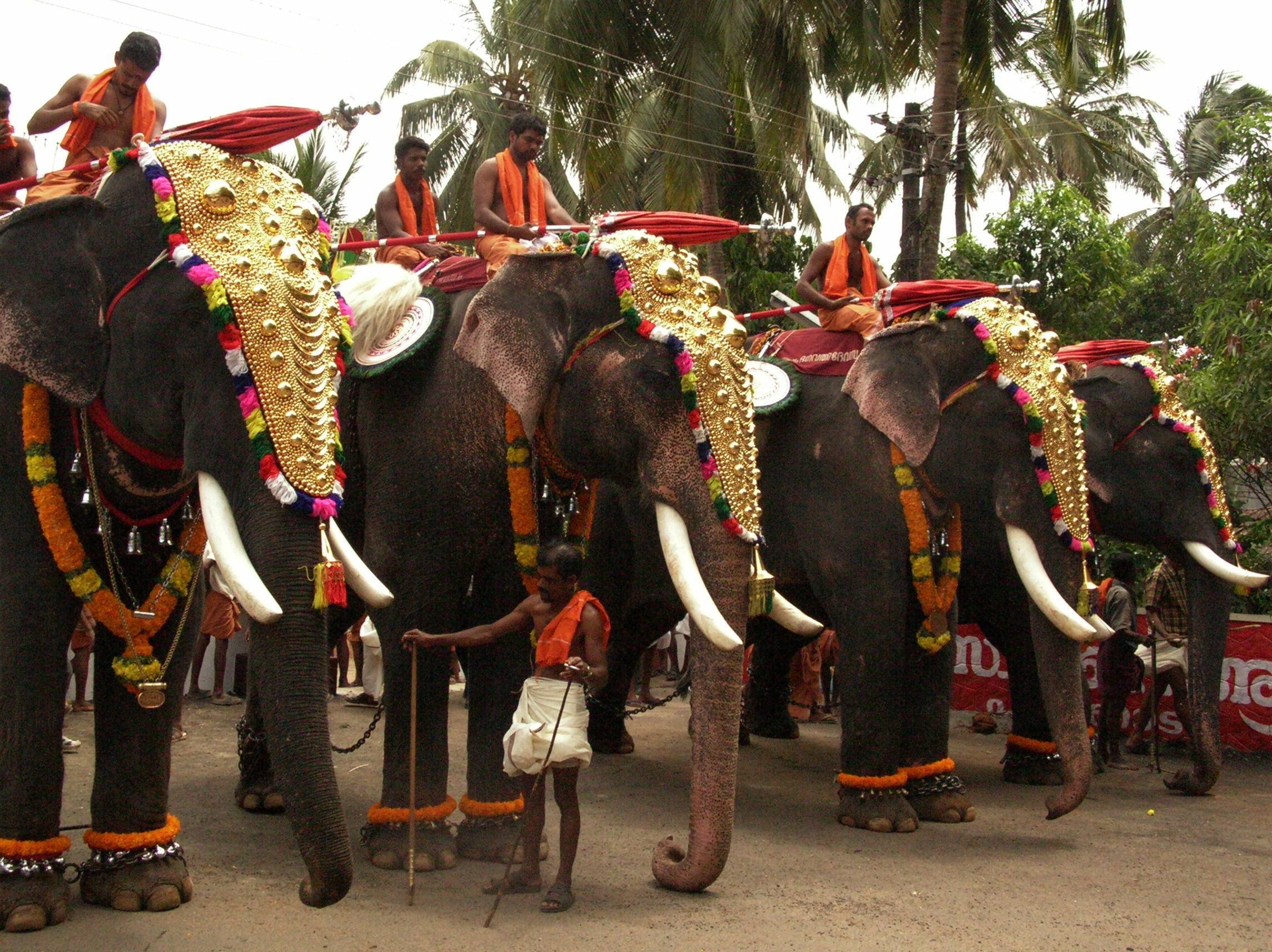 Temple Elephants Are Admired For Their Height And The - Elephant Park In Kerala , HD Wallpaper & Backgrounds