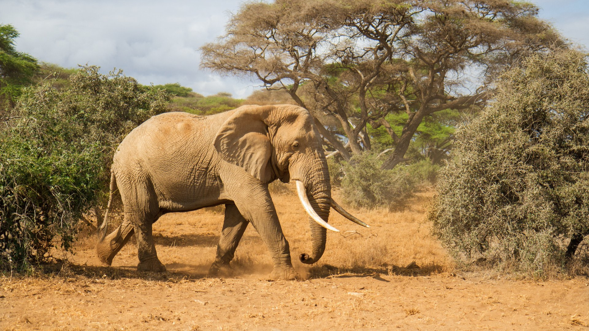 Nature, Wilderness, African Elephant, Wildlife, African - Elephant , HD Wallpaper & Backgrounds