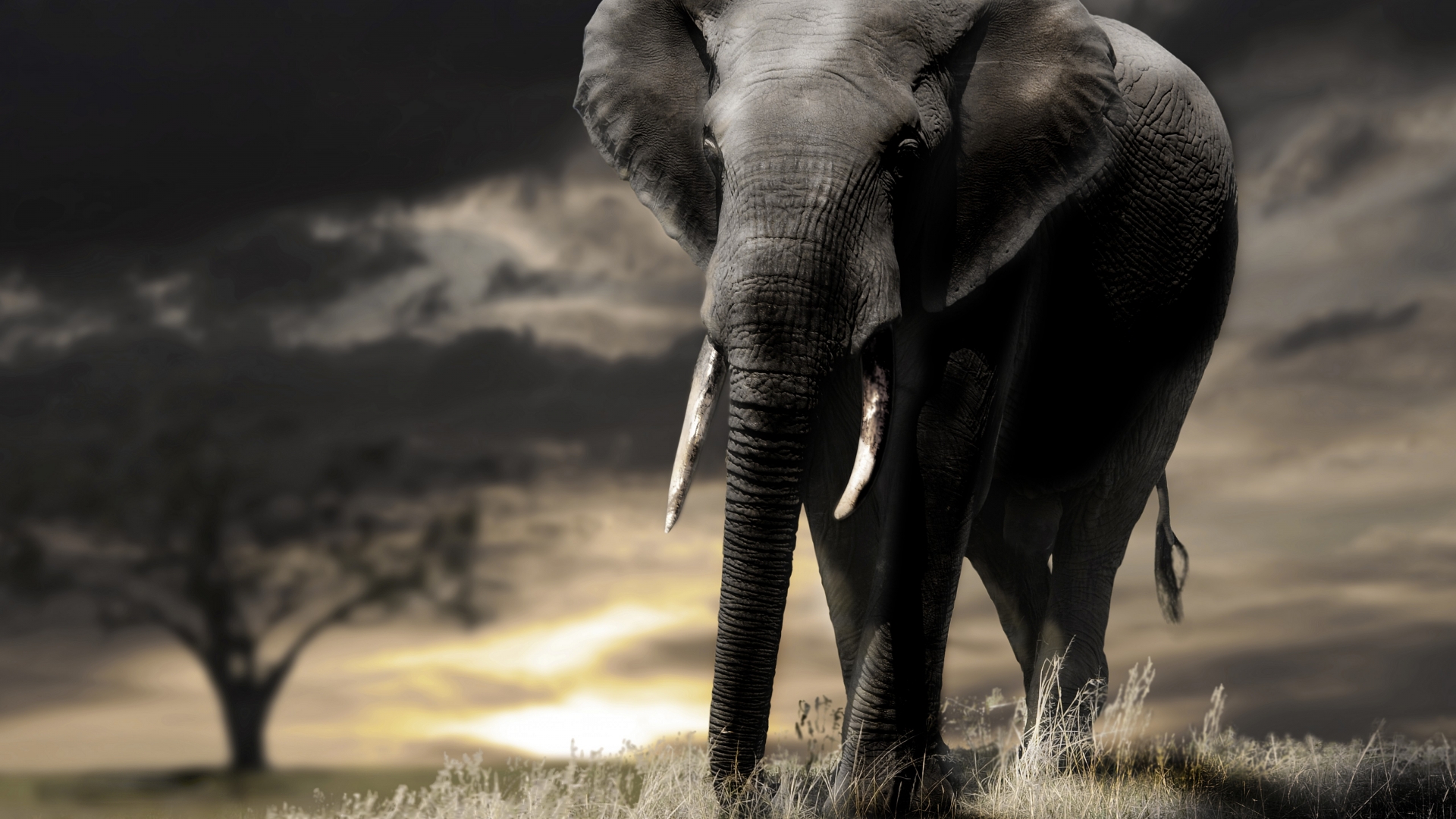 Other Dimensions Of This Wallpaper - 4k Hd Wallpaper Of Elephant , HD Wallpaper & Backgrounds