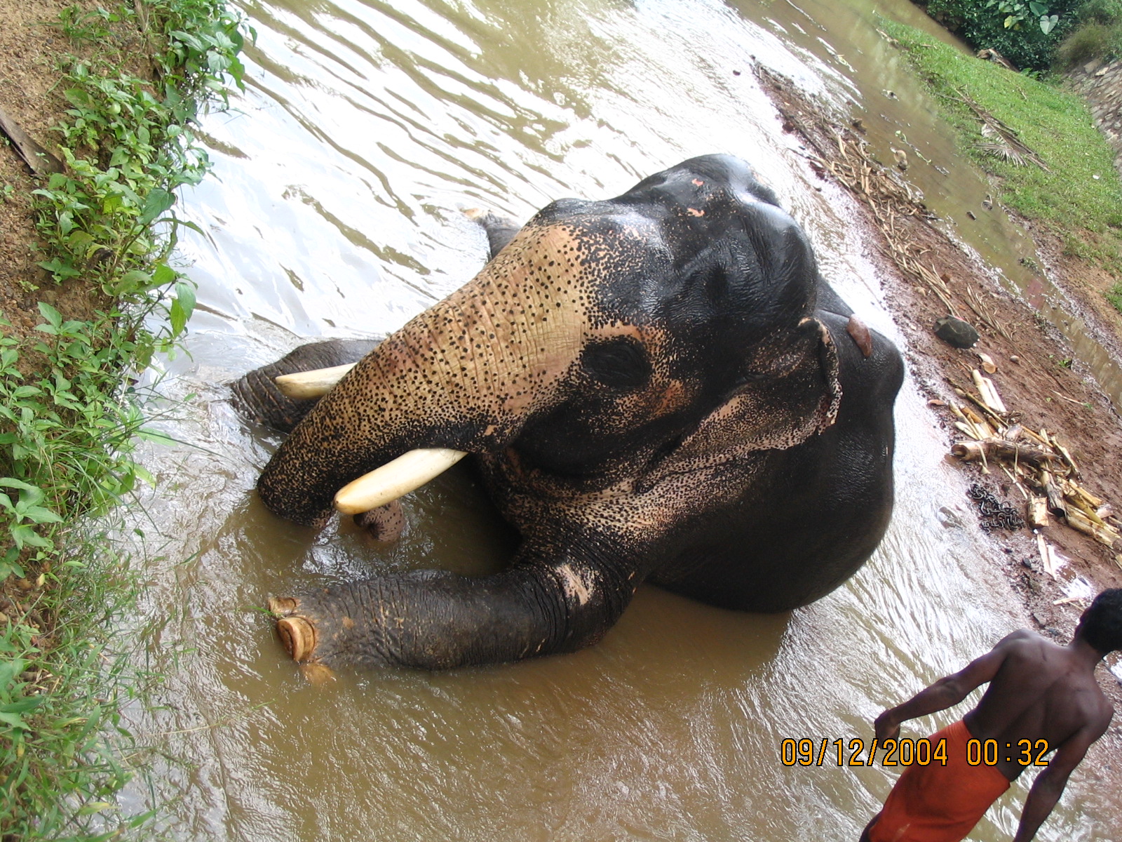 Elephant Bath At Neyattinkara - Kerala Elephant In Evening , HD Wallpaper & Backgrounds