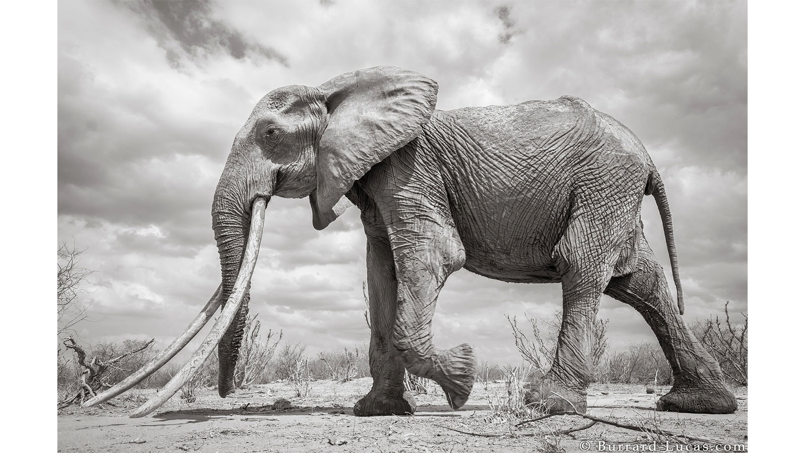 'elephant Queen' In Kenya - Big Tusker Elephant Queen , HD Wallpaper & Backgrounds