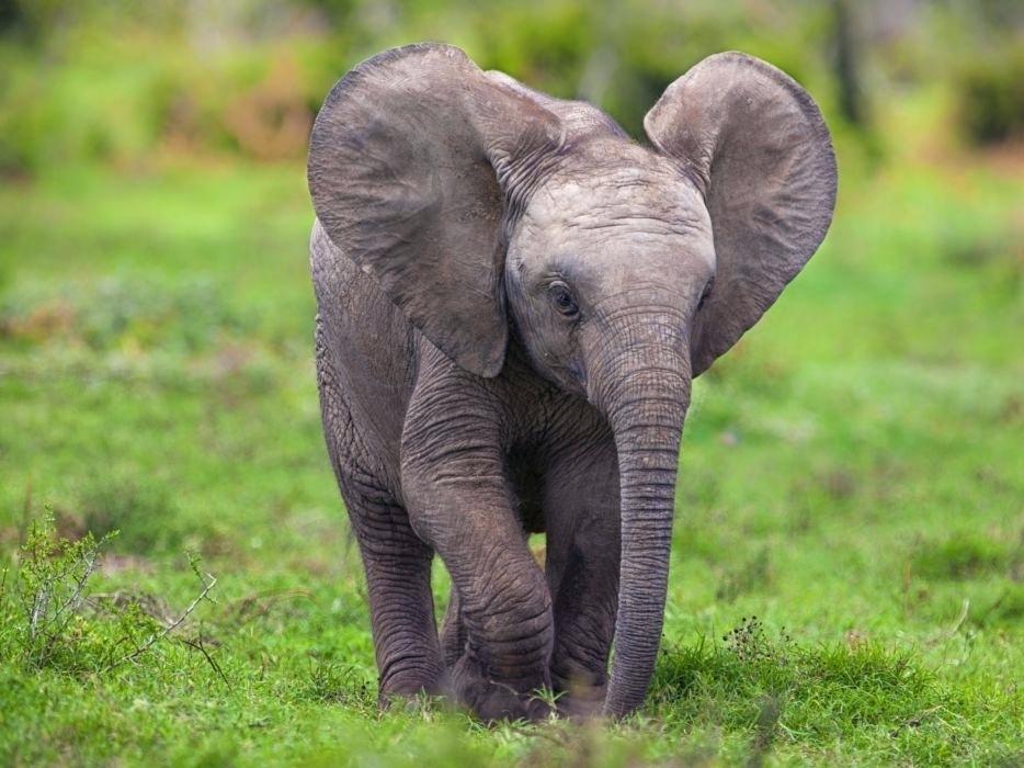 Baby Elephant Wallpaper Baby Elephant Wallpaper Cute - Baby Elephant High Resolution , HD Wallpaper & Backgrounds