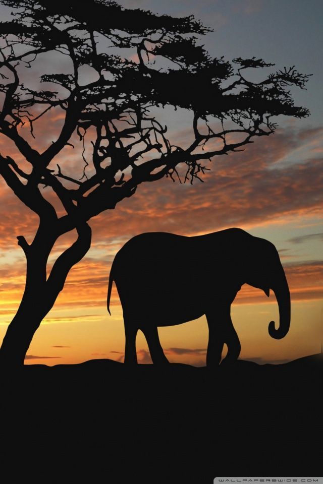 Elephant Wallpapers For Iphone Group - Elephants Wallpaper Iphone , HD Wallpaper & Backgrounds