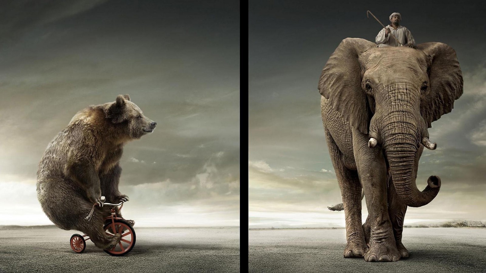 The Elephant The Crazy Bear - Circus Bear On Tricycle , HD Wallpaper & Backgrounds