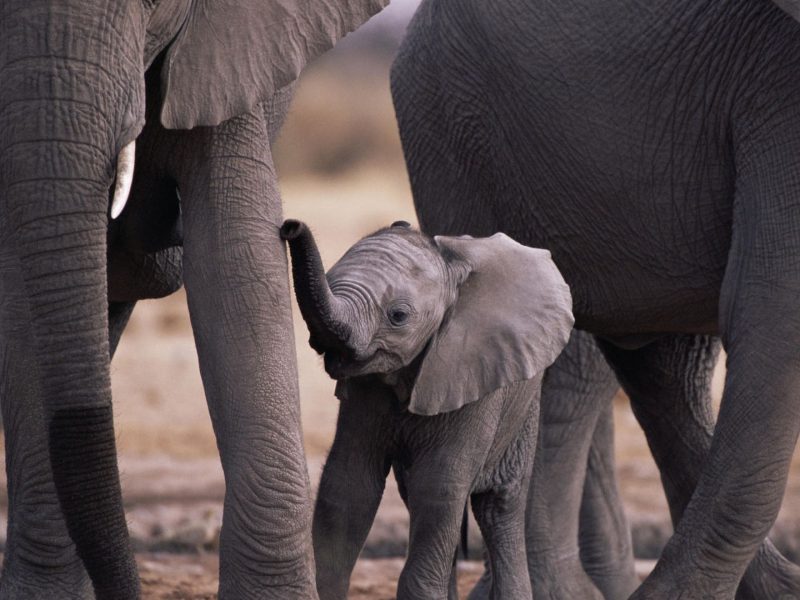 Cute Baby Elephant Wallpaper - Baby Elefant Hd , HD Wallpaper & Backgrounds