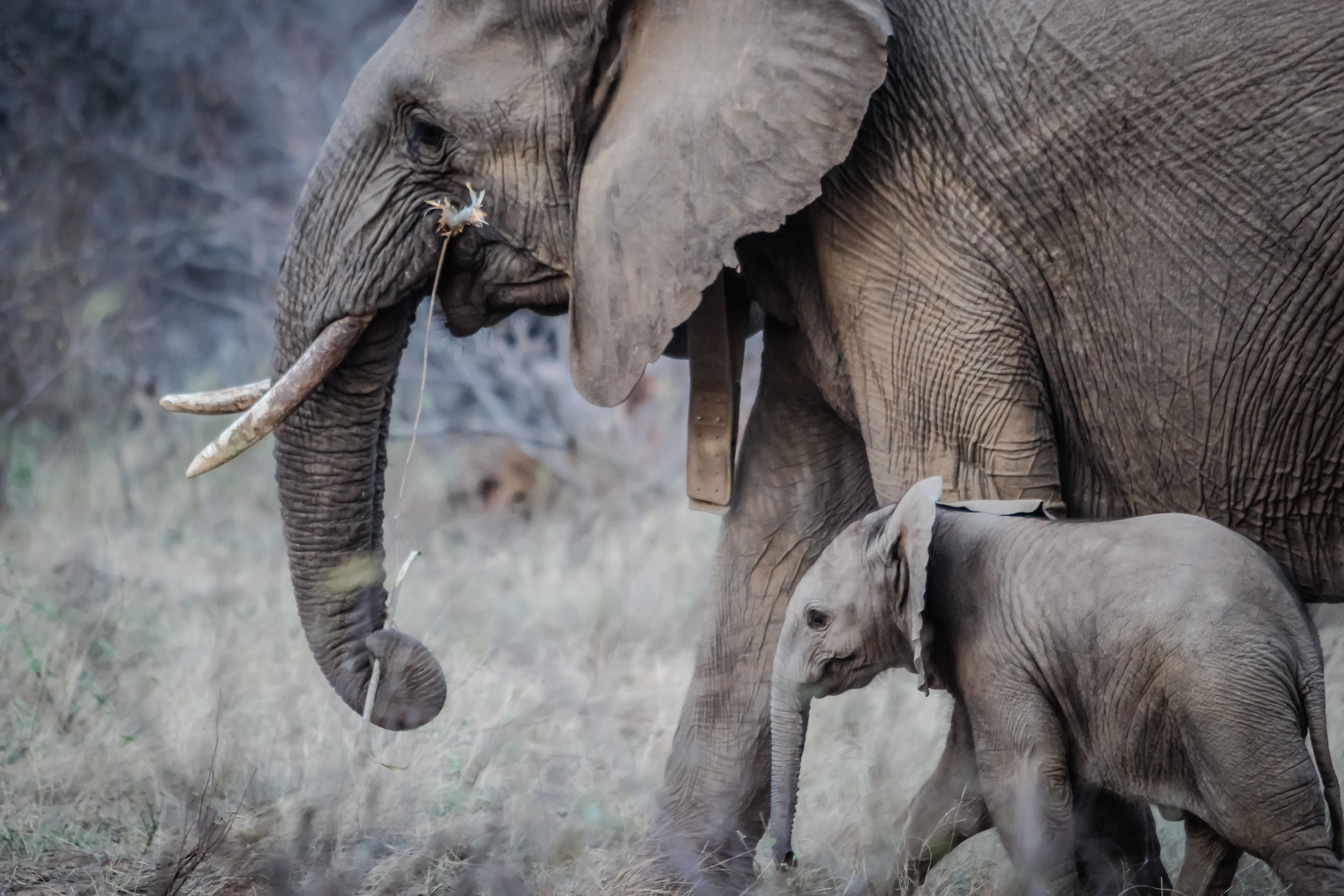 Beautiful Elephant Baby Wallpaper Hd 1080p For Desktop - Mom And Baby Animals , HD Wallpaper & Backgrounds