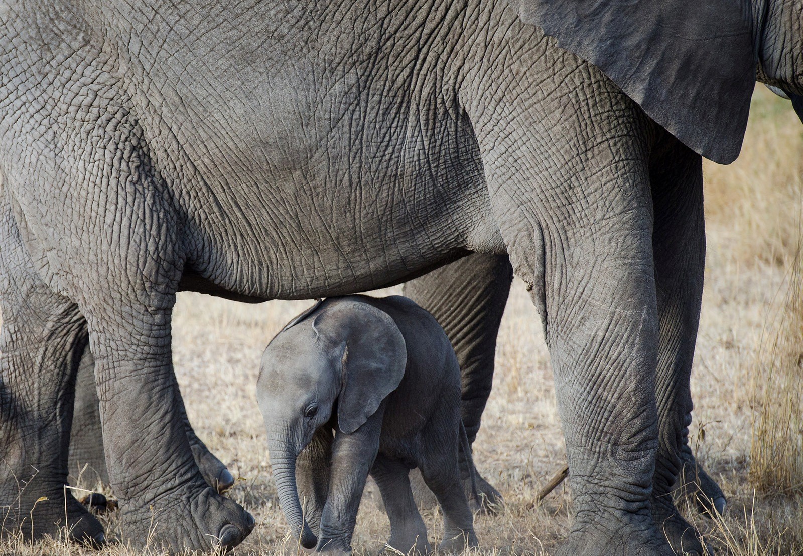 Animal Selva Elefantes Fauna Bebe Elefante Natureza - نشنال جئوگرافیک عکس حیوانات , HD Wallpaper & Backgrounds