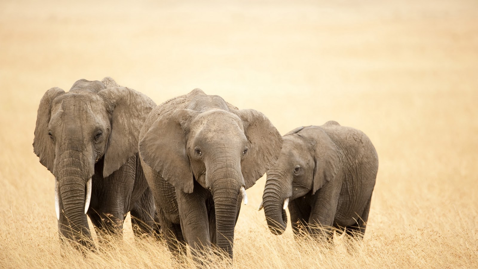 Elephant Screensavers And Wallpaper Wallpapersafari - Group Of Baby Elephants , HD Wallpaper & Backgrounds
