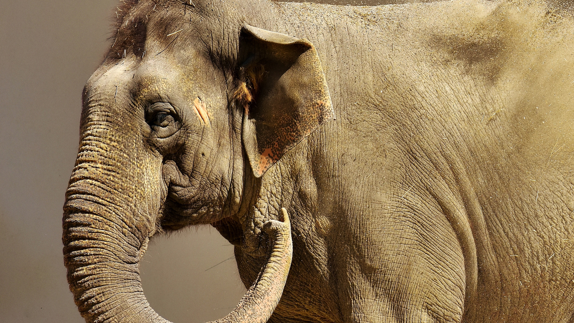 Wallpaper Elephant, Big Animal - Indian Elephant , HD Wallpaper & Backgrounds