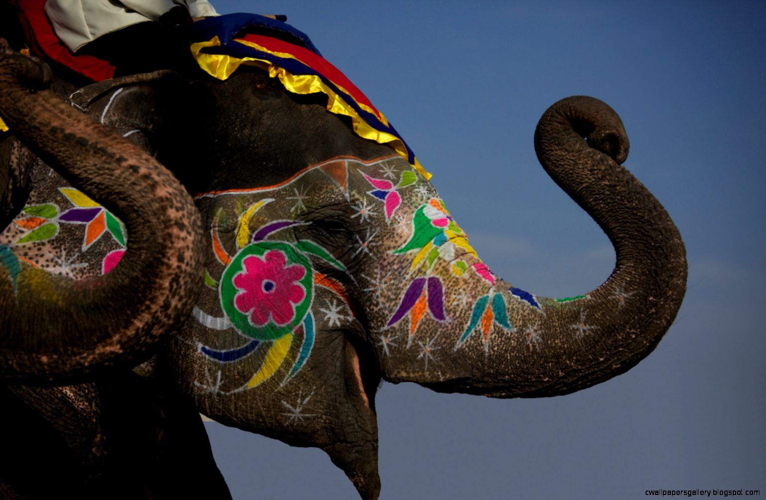 Painted Indian Elephant Wallpaper - Elephant Festival , HD Wallpaper & Backgrounds