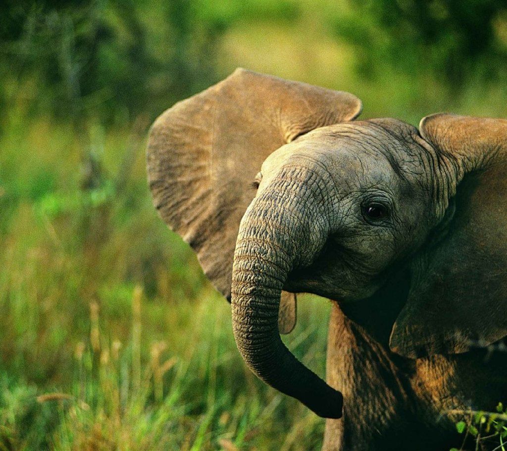 Download Baby Elephant Hd Wallpapers For Desktop - Elephant Baby Wallpaper Hd , HD Wallpaper & Backgrounds