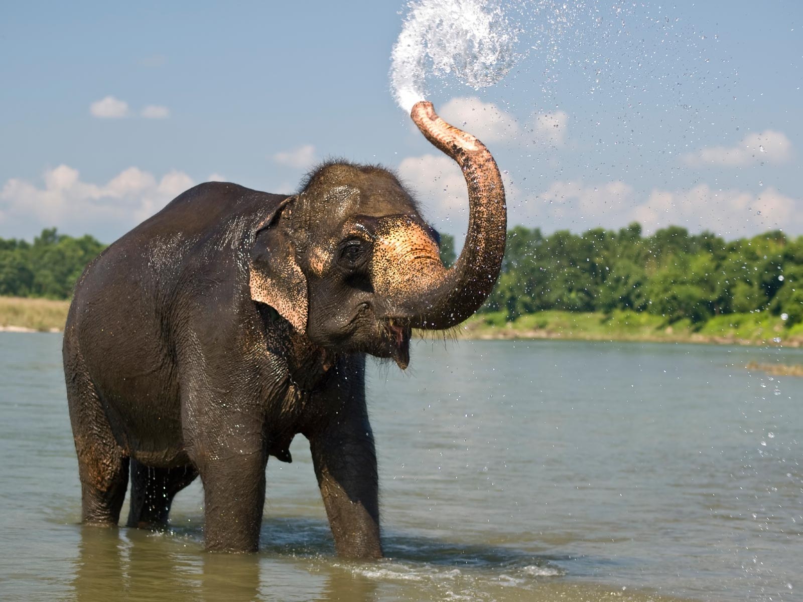 Indian Elephant Hd Wallpaper - Asian Elephant In Water , HD Wallpaper & Backgrounds