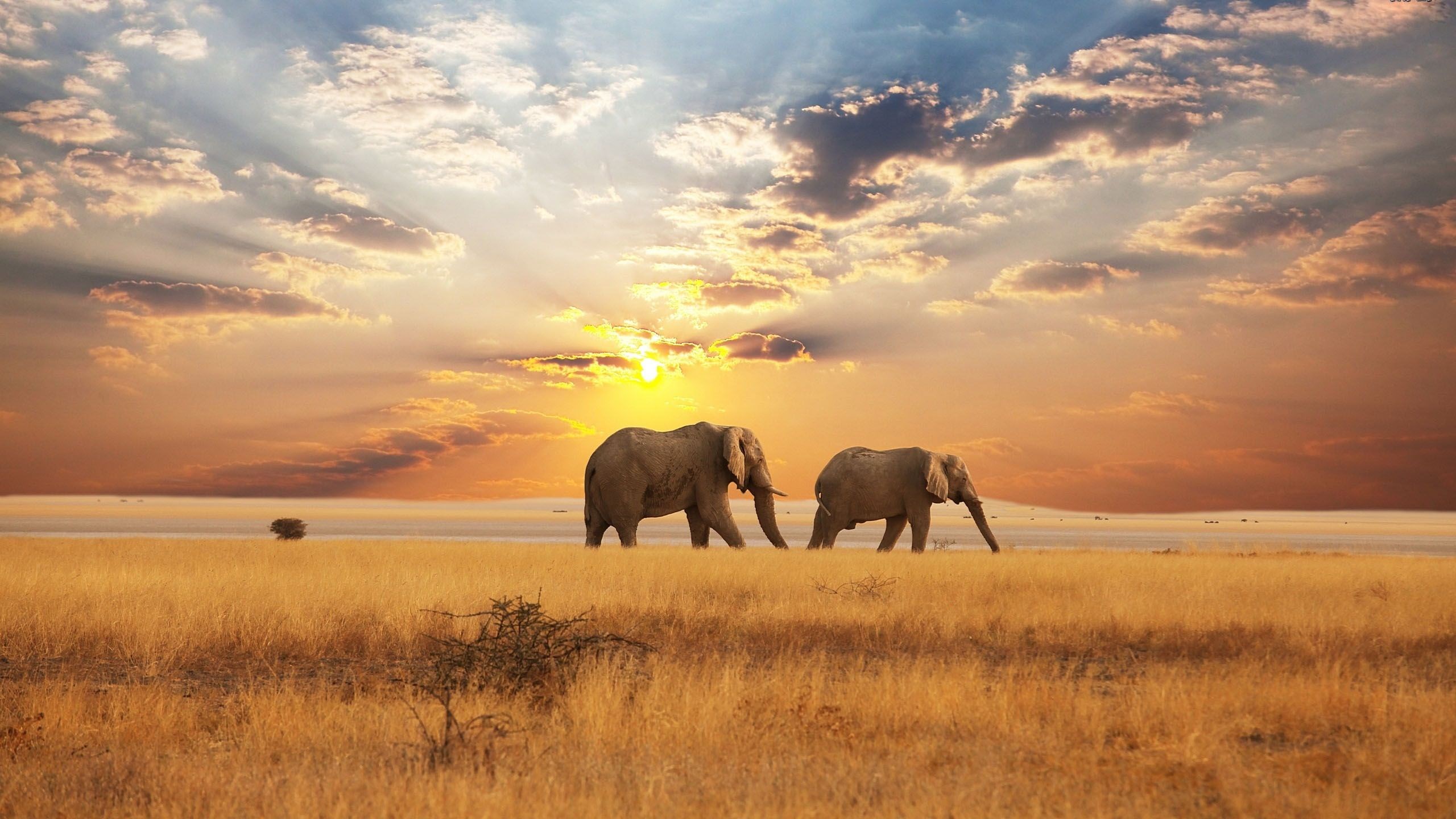 High Quality Elephant - African Savanna Hd , HD Wallpaper & Backgrounds