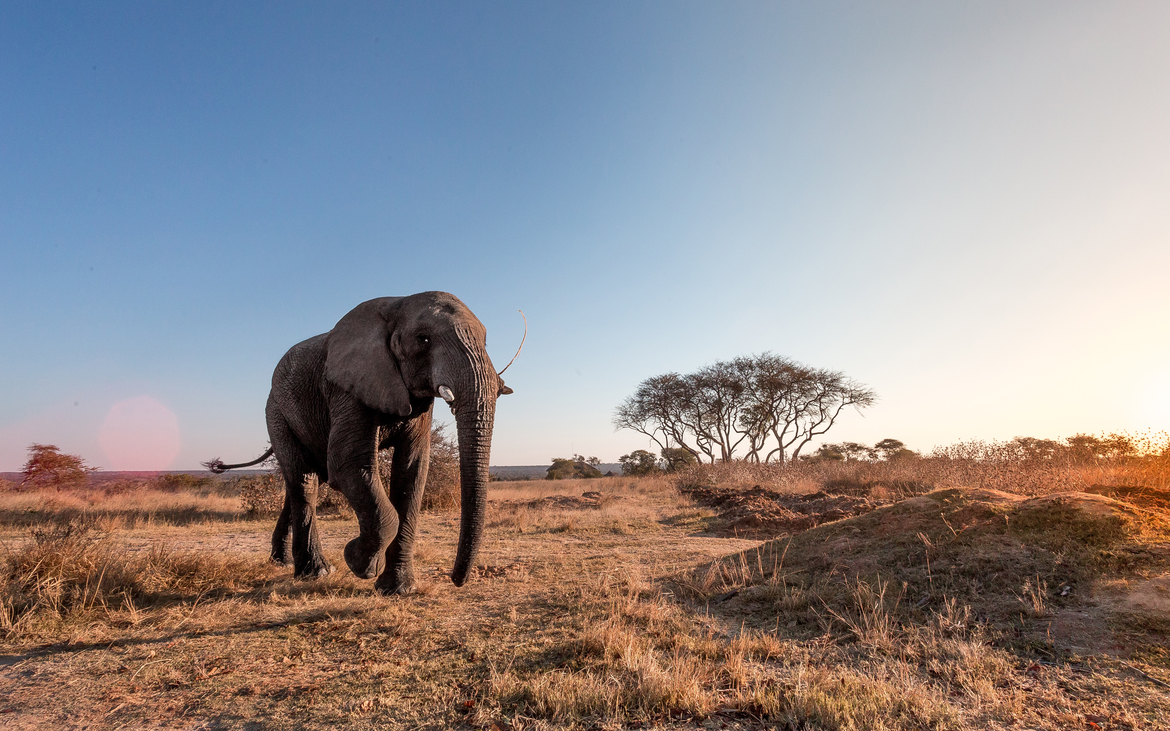 Africa, Elephant, 4k, Wildlife, Savannah, Elephants - Sfondo Savana , HD Wallpaper & Backgrounds