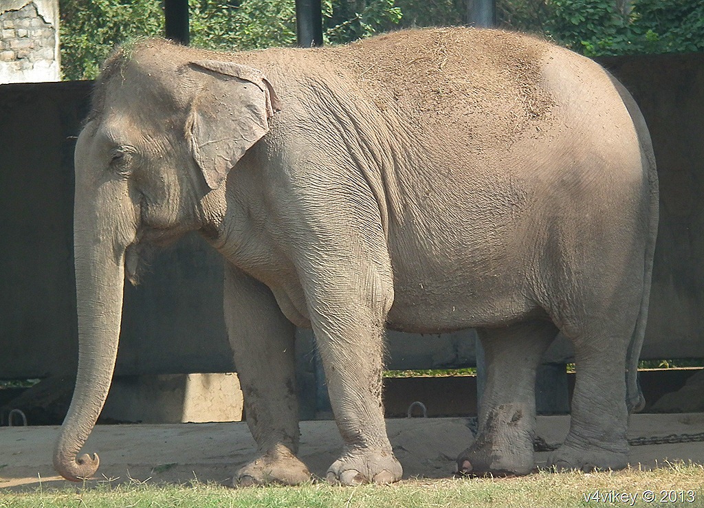 Asian Elephant , HD Wallpaper & Backgrounds