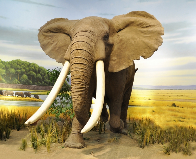 Animals Wall Murals & Wallpaper Elephant Separately - Savana Com Elefante Em Resolução , HD Wallpaper & Backgrounds
