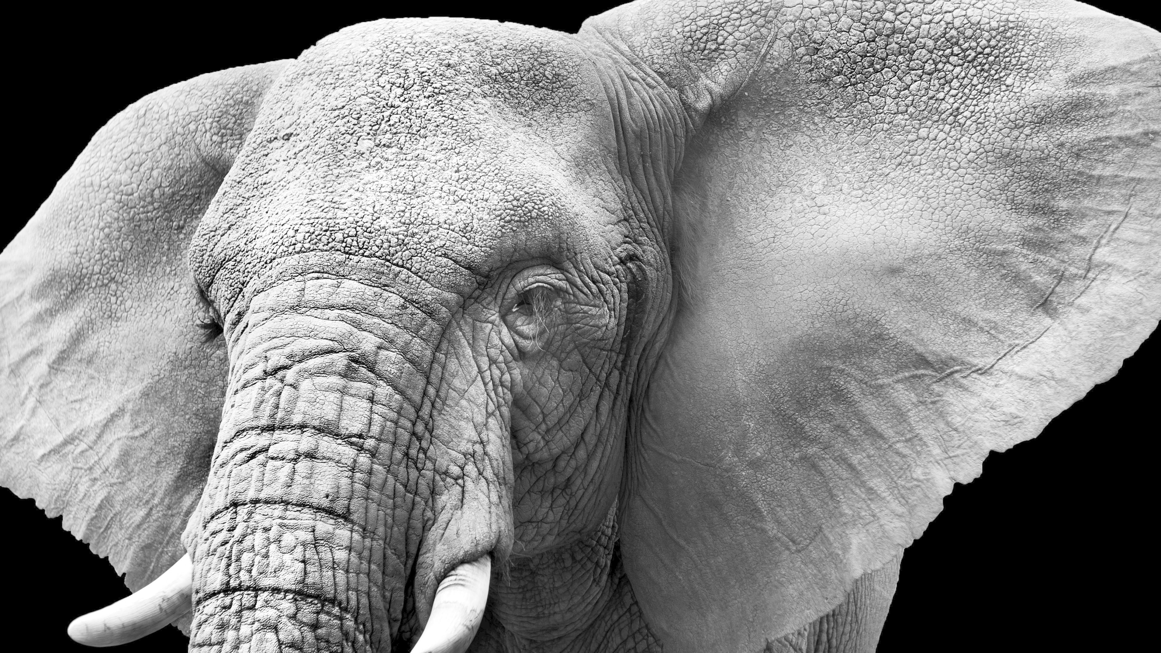 Elephant Wallpaper Hd 1080p - Elephant Close Up Black And White , HD Wallpaper & Backgrounds