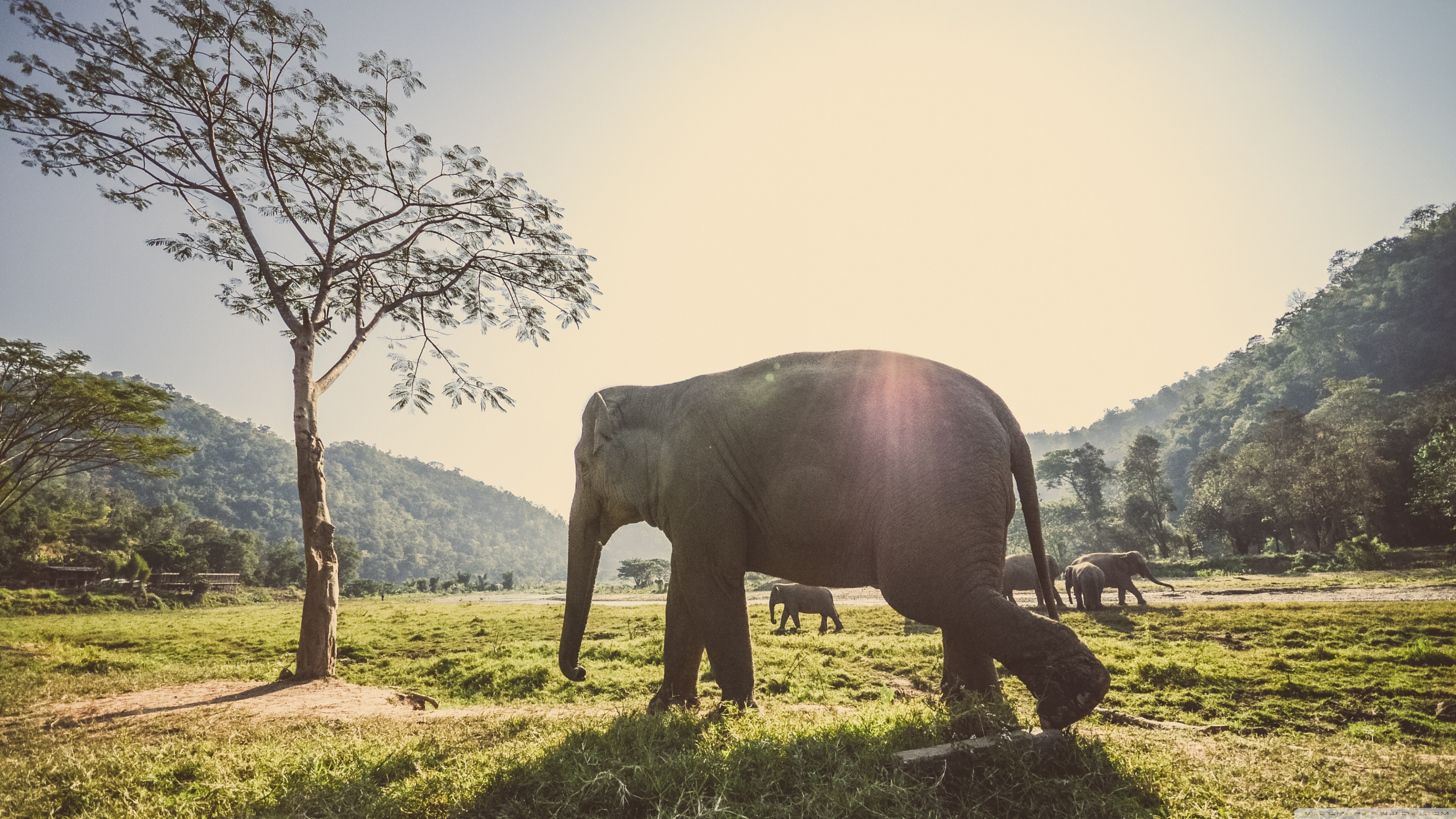 Standard - Thailand Elephant , HD Wallpaper & Backgrounds