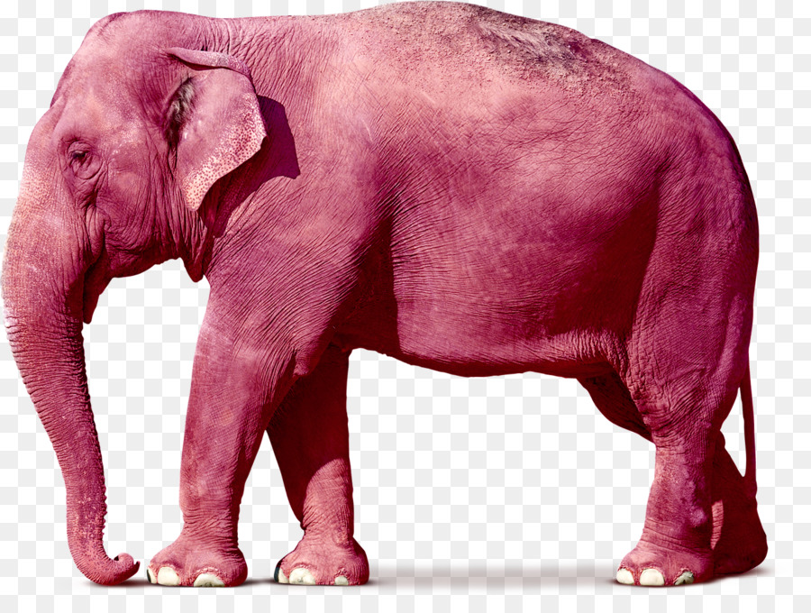 Desktop Wallpaper, Elephant, Asian Elephant, Wildlife, - Eyewitness Mammal , HD Wallpaper & Backgrounds
